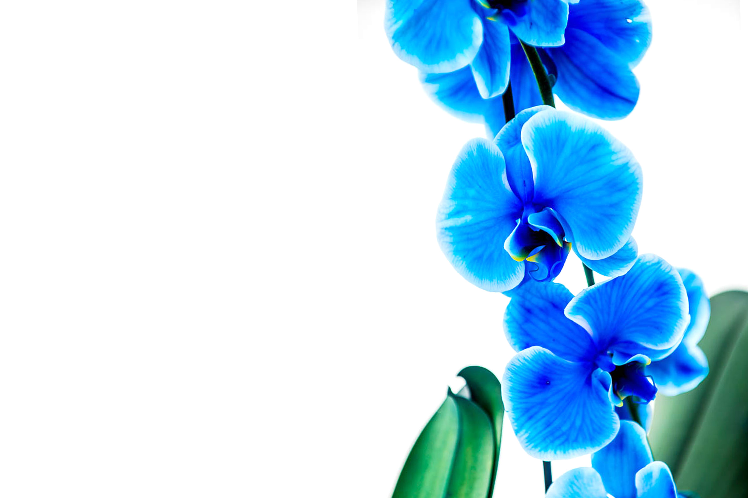 Blue Lilly-Mothers Day